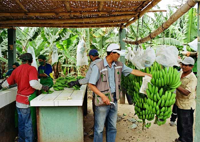 Preparing bananas for export